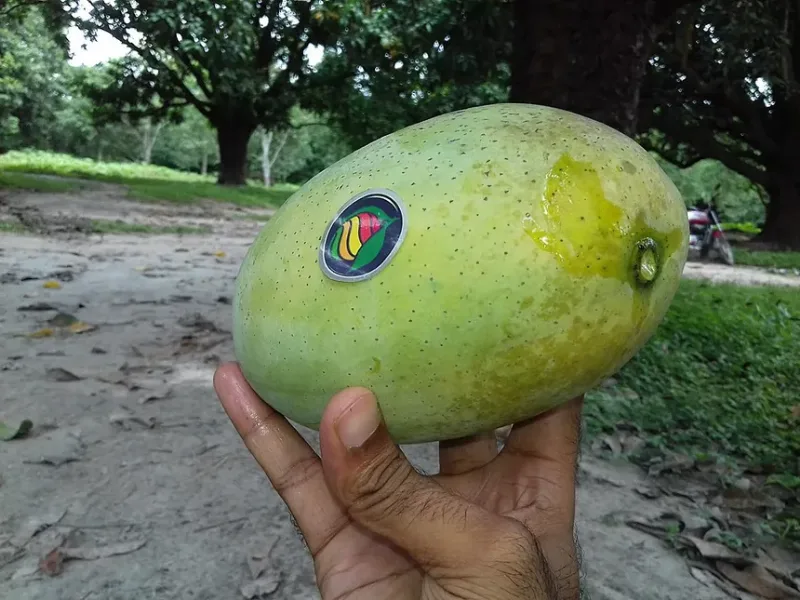 mango — 1/2